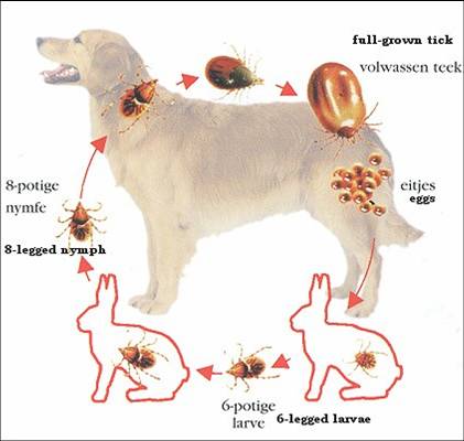 giardia ziekte honden